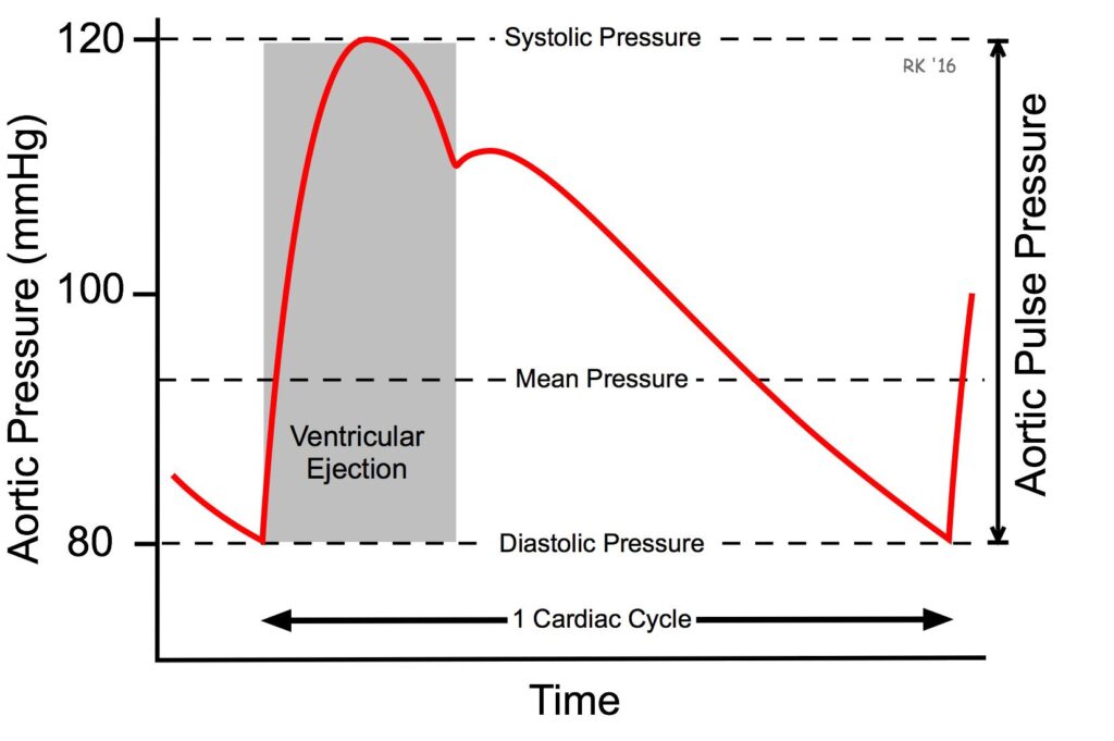 Graph depicting the changes in aortic pressure during a cardiac cycle, indicating variations during systole and diastole.