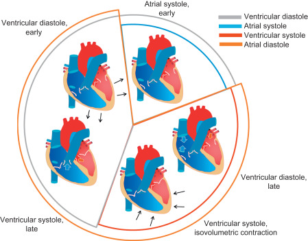 Diagram demonstrating the phases of the cardiac cycle, detailing the physiological sequence of a single heartbeat.