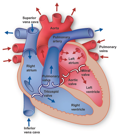 Illustration depicting detailed human heart anatomy