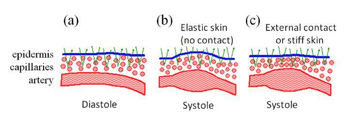 A diagram depicting the variation in capillary density in the epidermis layer of the skin due to the pulsatile flow of arterial blood from deeper layers.