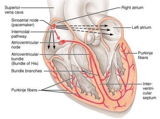 Illustration of the heart's conduction system, showing the path of electrical signals responsible for heartbeat coordination